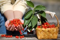 5月18日至6月16日，“櫻桃之約”邀你共赴！